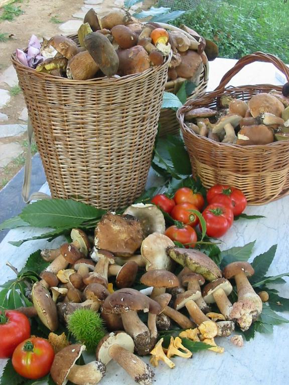 Agriturismo Saudon Mulazzo Ngoại thất bức ảnh